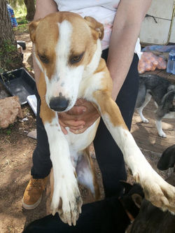 BEN - CORAÇÕES SEM DONO