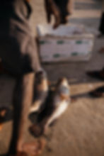A fisherman with two fish next to a styrofoam box