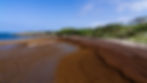 A sunny coastline covered with dead brown seaweed.