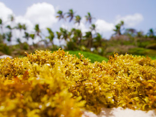 Turning the Sargassum Crisis into a Seaweed Industry