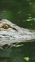 An alligator in swampy water