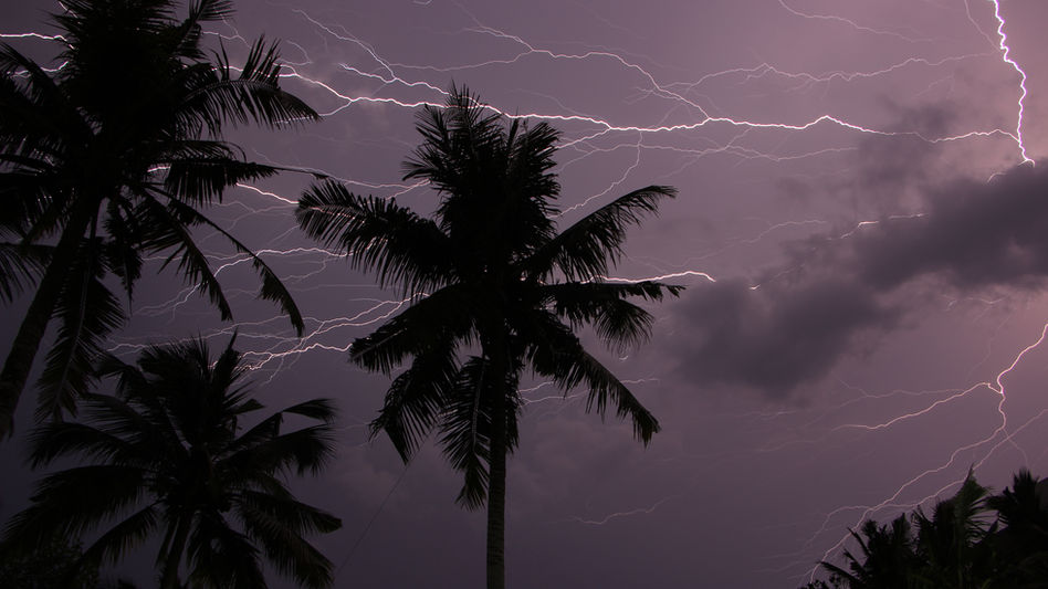 Lightning illuminates a night sky and palm tree