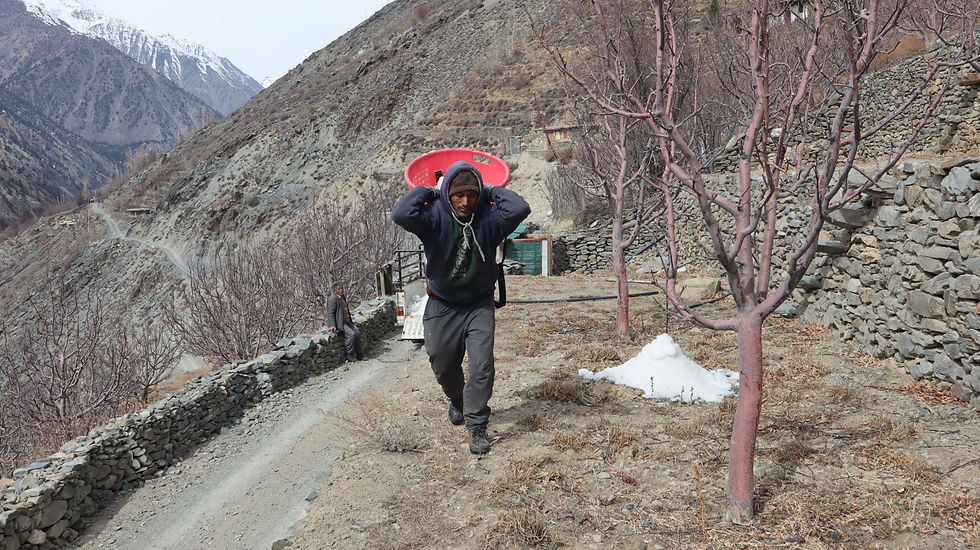 A worker carries a basket of snow on his back across the fields