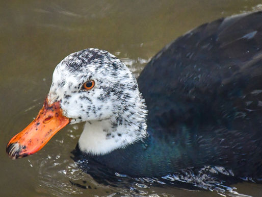 The White-Winged Duck’s Last Call