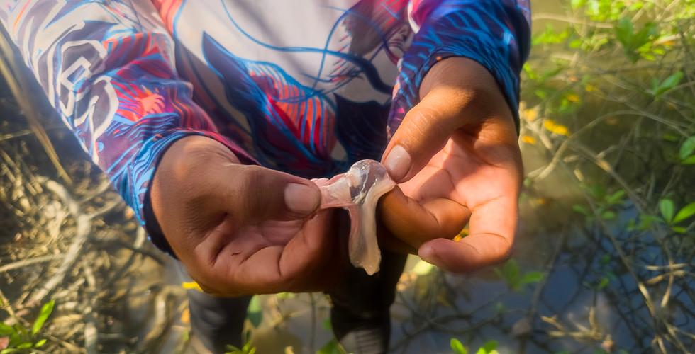 A close-up of Layag holding a freshly extracted shipworm between his fingers. The shipworm is light pink in colour and translucent.