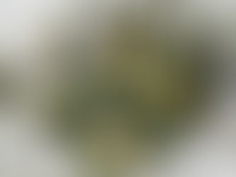 【リースを紡ぐ会/in千駄木】六月/七月/八月の会