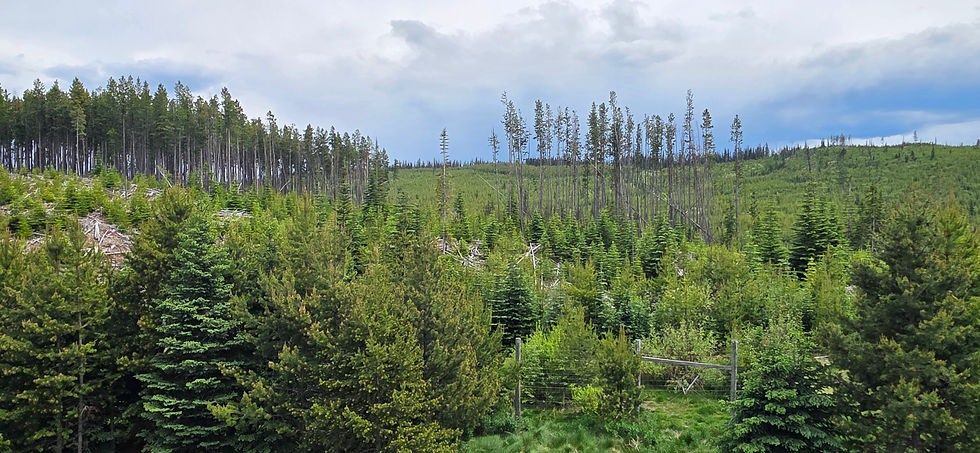 Figure 4b. Stop 4 — Three successional zones in single frame: dense plantation (lower left), standing dead timber (centre), open recovering ground (right).