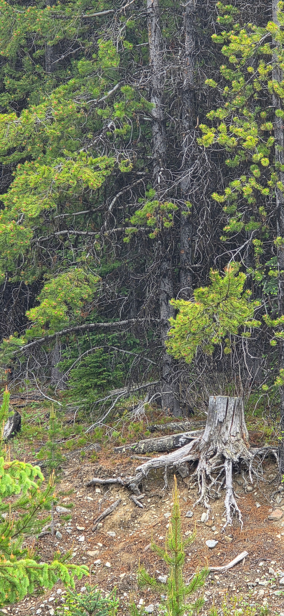 Figure 6c. Stop 6 - Close detail of original-stand stump with root system. Plantation interior behind.