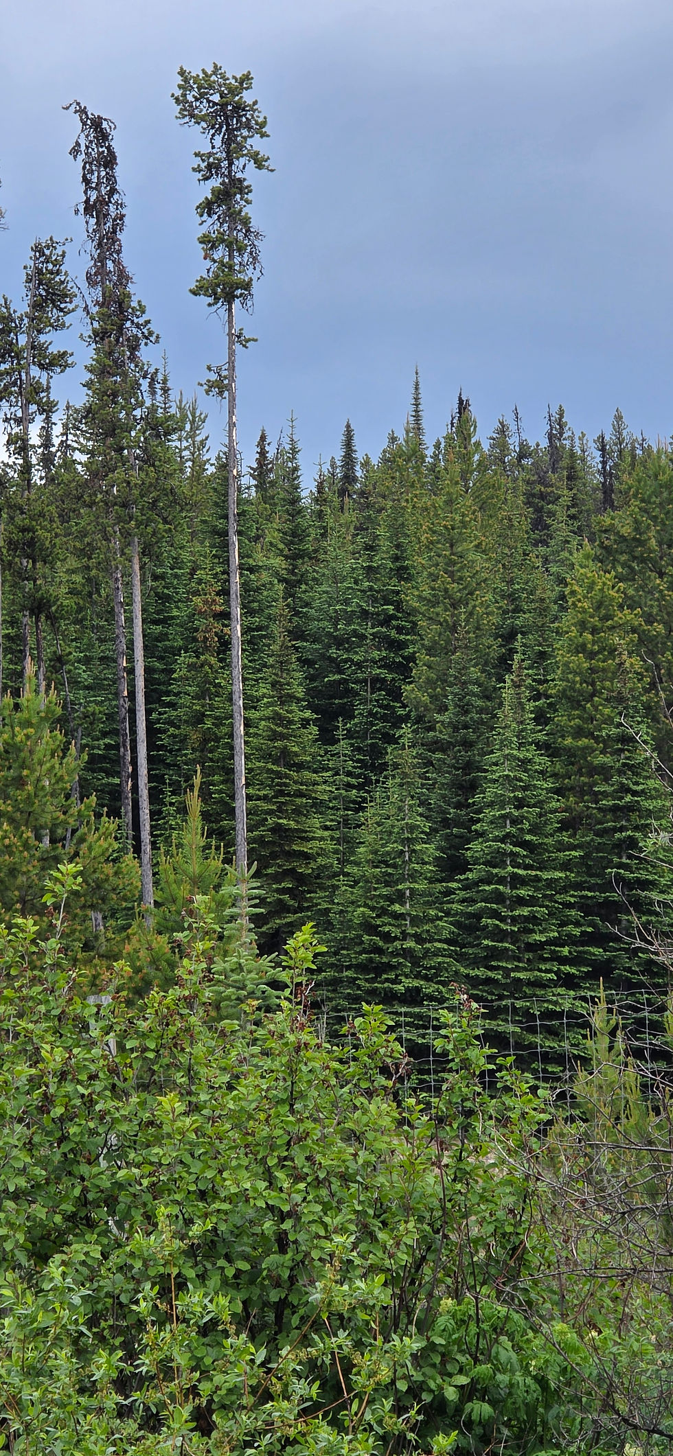 Figure 5c. Stop 5 — Original-stand remnants (right) against 1984 plantation (left). Original trees at more than double the height of 42-year replacement stand.