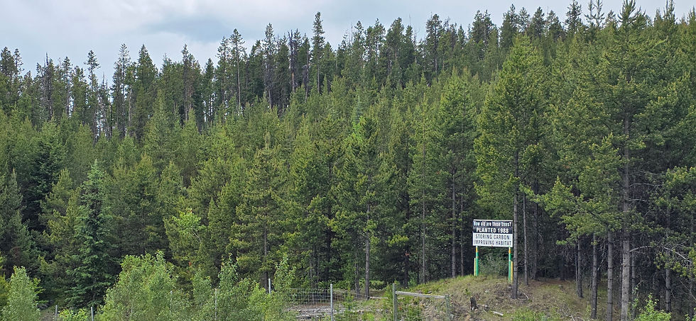 Figure 3b. Stop 3 — Sign with original forest contrast. Original forest remnants visibly taller and darker directly behind the 'Planted 1988' sign.