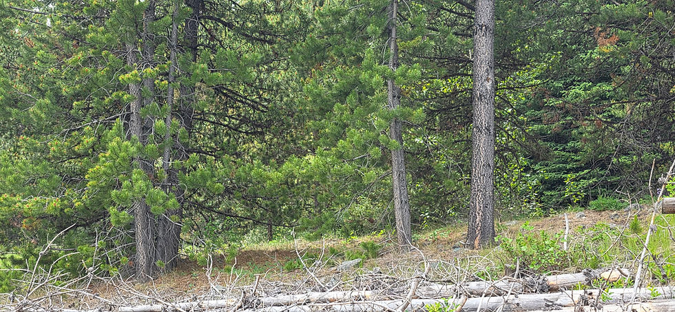 Figure 2c. Stop 2 — Stand edge detail. Slash debris foreground; dead lower branches; remnant original-stand tree at right.