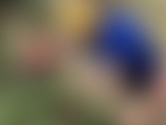 Caterpillars in the Garden!