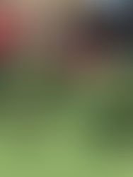 Butterflies out in the sunshine!