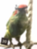 Bird wearing a pirate eye patch