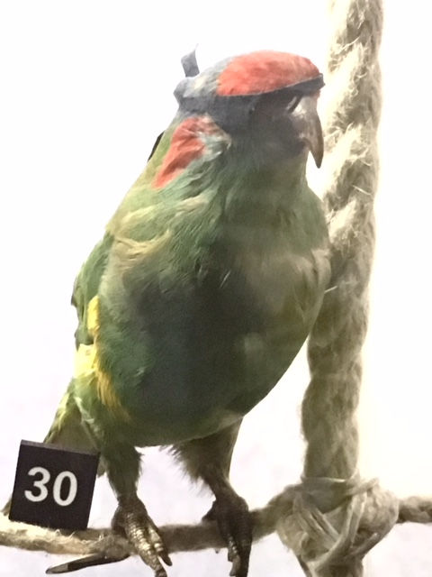 Bird wearing a pirate eye patch