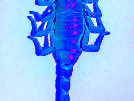 Why do scorpions fluoresce under UV light?