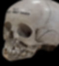 child and adult dentition in skull, Duckworth Collection from Anatomy department in Cambridge