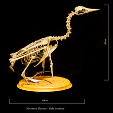 Gannet 6850.jpg