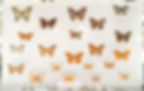 Local butterflies on display at the Zoology Museum