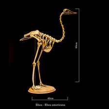 Rhea 6774.jpg