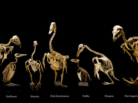 Do birds have kneecaps?