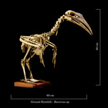 Ground Hornbill 9242.jpg