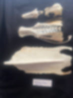 skull (broken at upper beak hinge)white bones on a black background. skull, bill, pelvis and sternum of greylag goose- Anser anser