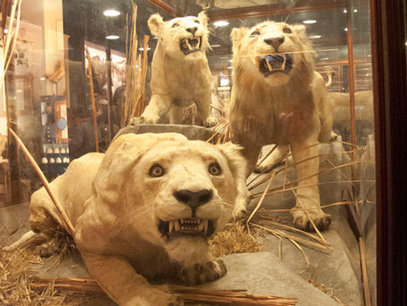 Bleached blondes of the savannah