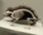 Double preparation of hedgehog