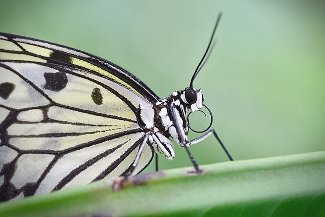 butterfly-4413075_1920.jpg