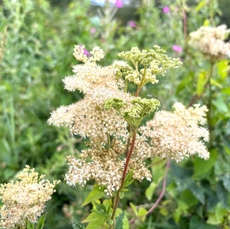 Plant Lore of Great Britain - Meadowsweet - The Bittersweet Queen of the Meadow 