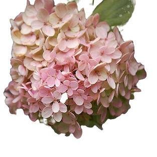 IMG_1378_edited.png