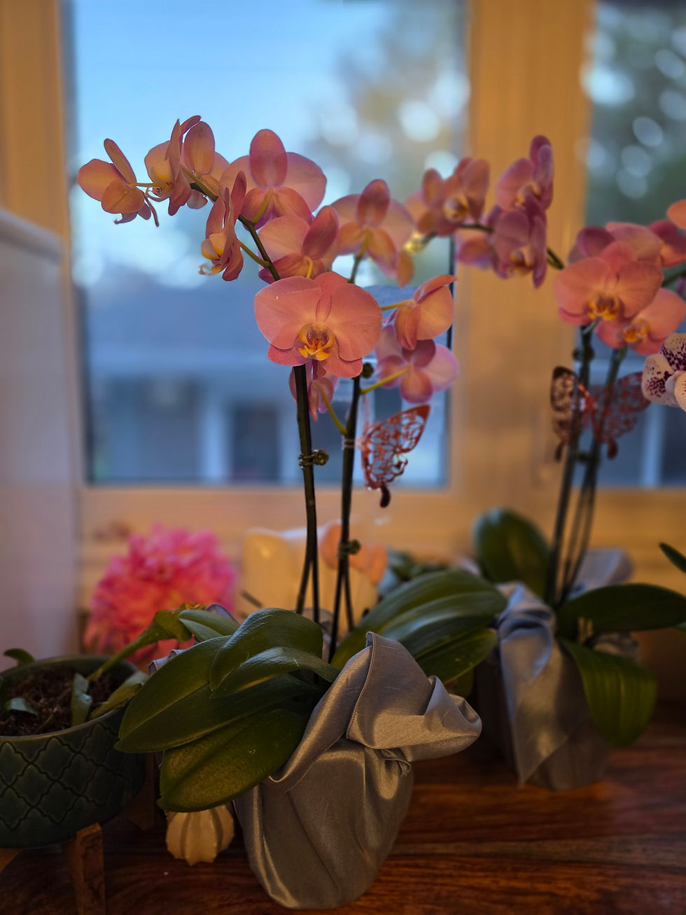 Thumbnail: Double Orchid
