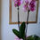 Thumbnail: Double Orchid