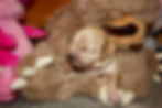 IMG_0799.jpeg