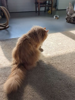 Orange Cat; Ginger Cat; DLH Orange Cat; DLH Ginger Cat;