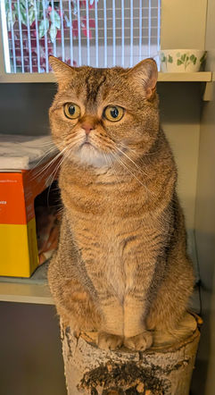 Tabby Ticked Cat; British Shorthair Ticked Cat; Golden Britisth Shorthair Cat;