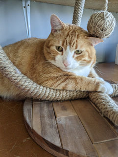 Orange and White Cat; Ginger and White Cat; DSH Orange and White Cat; DSH Ginger Cat; Tabby Cat;