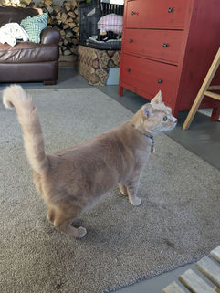 Orange Cat; Ginger Cat; DSH Orange Cat; DSH Ginger Cat; Tabby Cat; Cream Cat;