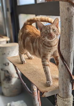 Orange Cat; Ginger Cat; DSH Orange Cat; DSH Ginger Cat; Tabby Cat;