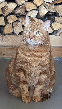 Orange Cat; Ginger Cat; DMH Orange Cat; DMH Ginger Cat; Tabby Cat;