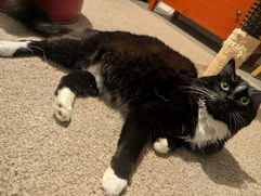 Tuxedo Cat; Tuxedo DSH Cat; Black & White Tuxedo Cat;