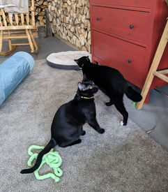 Black Cat; DSH Black Cat;