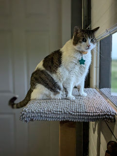 Tabby Cat; DSH Tabby;