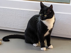 Tuxedo Cat; Tuxedo DSH Cat; Black & White Tuxedo Cat;
