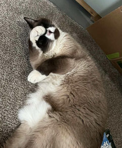 Siamese