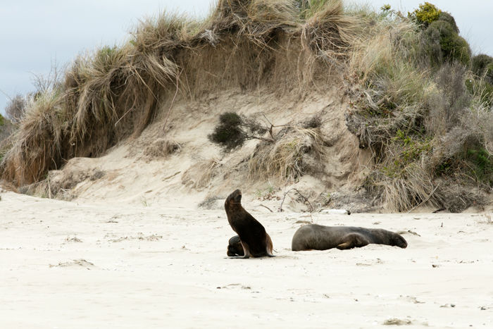 New Zealand Sea Lion