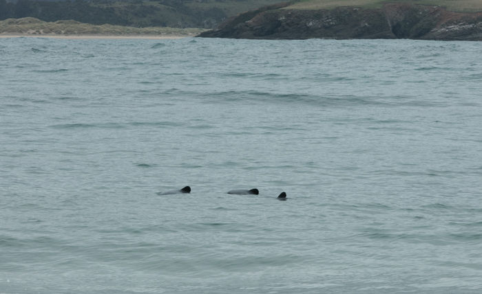 Hector's Dolphins