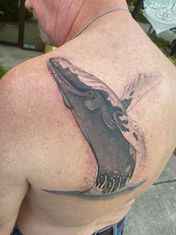 Humpback Whale