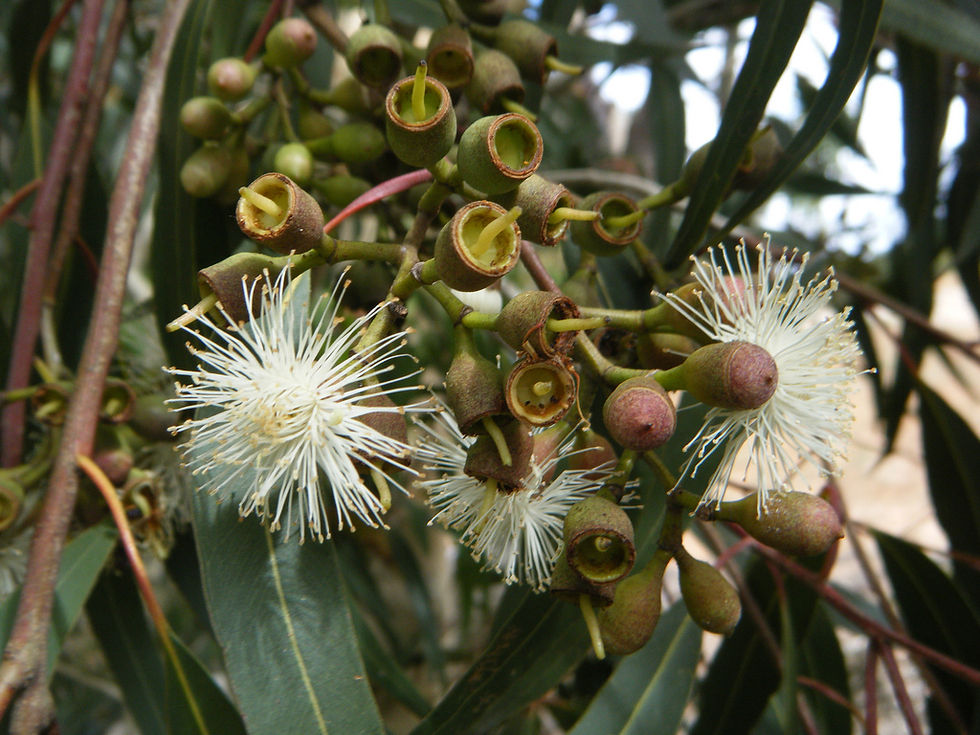 Eucalyptus Citriodora (Eucalyptus citriodora)